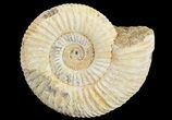 Perisphinctes Ammonite - Jurassic #68179-1